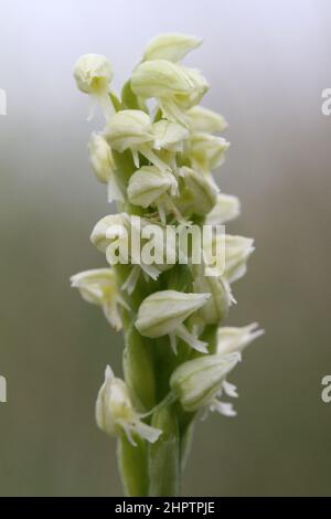 Dicht blühende Orchidee, Neotinea maculata, The Burren, Irland Stockfoto