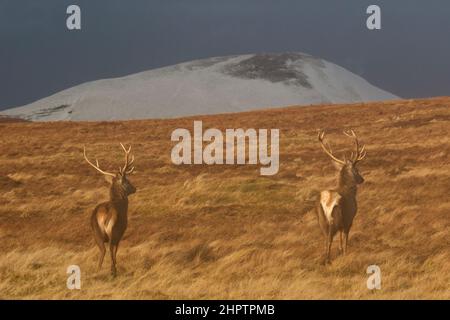 Hirsche in Sutherland, Highland Scotland Stockfoto