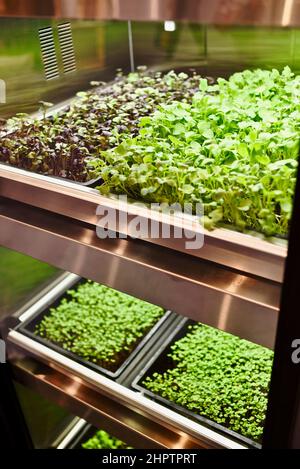 GardenChef Herb und Microgreen Anbauschränke von Carter Hoffmann auf der National Restaurant Show in Chicago, Illinois, USA ausgestellt Stockfoto