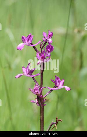 Lose-blühende Orchidee, Anacamptis laxiflora, West Sussex, England, Großbritannien Stockfoto