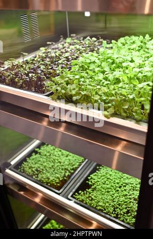 GardenChef Herb und Microgreen Anbauschränke von Carter Hoffmann auf der National Restaurant Show in Chicago, Illinois, USA ausgestellt Stockfoto