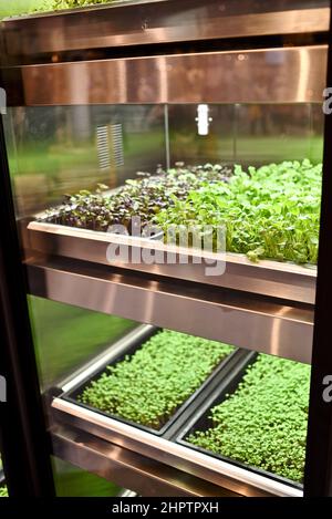 GardenChef Herb und Microgreen Anbauschränke von Carter Hoffmann auf der National Restaurant Show in Chicago, Illinois, USA ausgestellt Stockfoto