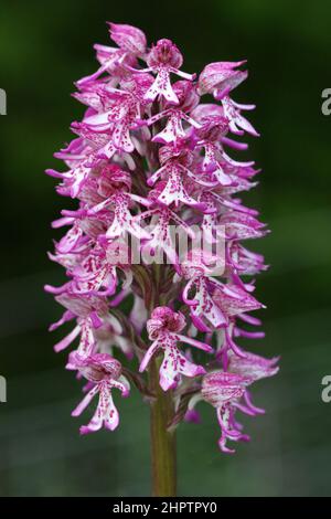 Lady x Monkey Orchid Hybrid, Orchis x angusticruris, Oxfordshire, England Stockfoto