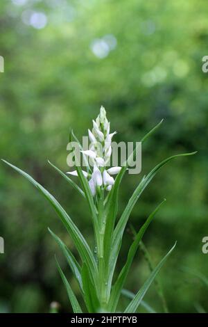 Schwertblättrige Helleborine, Cepalanthera longifolia, Hampshire, England, Großbritannien Stockfoto