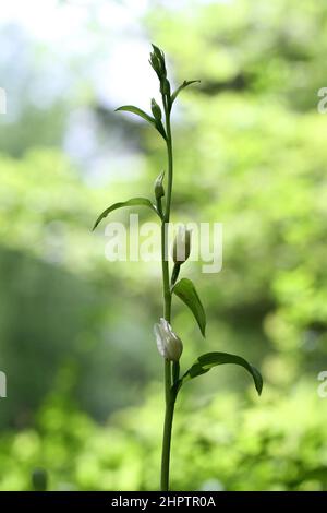 Weißes Helleborin, Cepalanthera damasonium, Surrey, England, Großbritannien Stockfoto