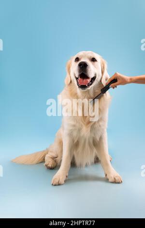 Porträt von niedlichen gesunden Hund posiert an der blauen Studio-Wand Stockfoto