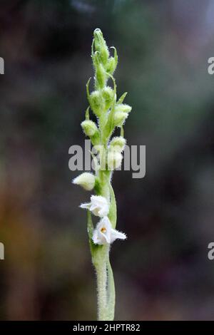 Creeping Lady's-tresses, Goodyera repens, Highland, Schottland, Großbritannien Stockfoto