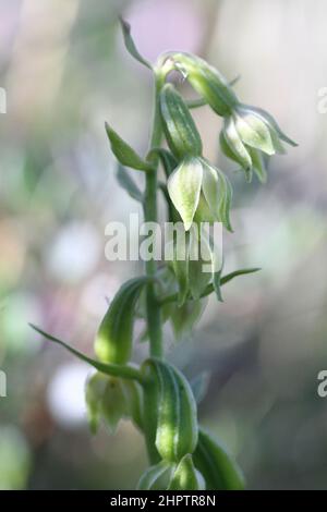 Grünblühendes Helleborin, Epipactis phyllanthes, Lancashire, England, Großbritannien Stockfoto