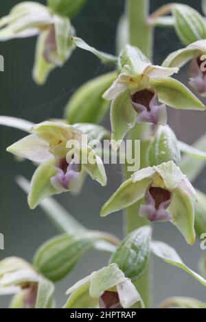 Dune helleborine, Epipactis dunensis, Merseyside, England, Großbritannien Stockfoto