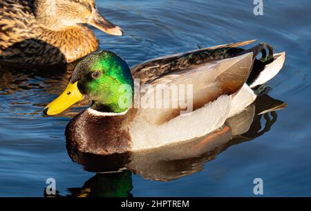 Stockente, grüner Körper, bräunlicher Körper, Wildente, glänzend grüner Kopf, Graue Flügel und Bauch, geeignete Feuchtgebiete, flache Heiligtümer, gelb. Stockfoto