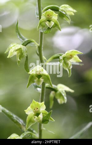 Breitblättrige Helleborine, Epipactis Helleborine, var chlorantha, Glasgow, Schottland, VEREINIGTES KÖNIGREICH Stockfoto