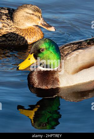 Stockente, grüner Körper, bräunlicher Körper, Wildente, glänzend grüner Kopf, Graue Flügel und Bauch, geeignete Feuchtgebiete, flache Heiligtümer, gelb. Stockfoto