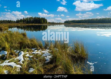 Blick von einer sumpfigen Küste auf einen frühen Wintersee. Stockfoto