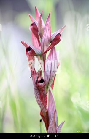 Langlippige Zungenorchidee, Serapias vomeracea, Kent, England Stockfoto