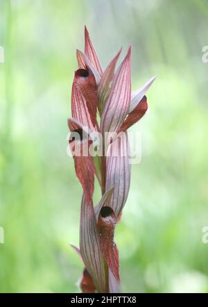 Langlippige Zungenorchidee, Serapias vomeracea, Kent, England Stockfoto