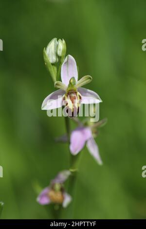 Bee Orchid, Ophrys apifera, var belgarum, Kent, England Stockfoto
