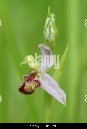 Bee Orchid, Ophrys apifera, var cambrensis, Kent, England Stockfoto