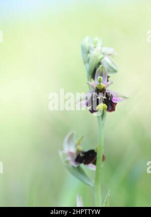 Spinne Orchidee, Ophrys fuciflora, Kent, England Stockfoto