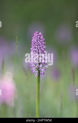 Lady x Monkey Orchid Hybrid, Orchis x angusticruris, Oxfordshire, England Stockfoto