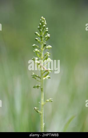 Twayblade, Neottia ovata, Kent, England, Großbritannien Stockfoto