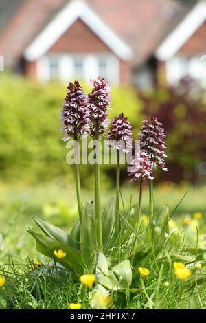 Klumpen von Lady Orchids, Orchis purpurea, wild wachsend auf einem Gartenrasen, Kent, England Stockfoto