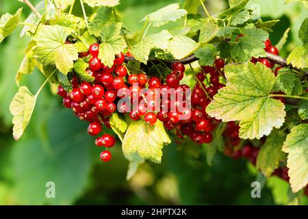 Reife rote Johannisbeeren (Ribes rubrum) im hausgemachten Garten. Frisches Bündel von natürlichen Früchten wächst auf Zweig auf dem Bauernhof. Nahaufnahme. Ökologischer Landbau, gesunde Ernährung, Stockfoto