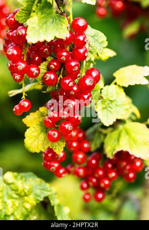 Reife rote Johannisbeeren (Ribes rubrum) im hausgemachten Garten. Frisches Bündel von natürlichen Früchten wächst auf Zweig auf dem Bauernhof. Nahaufnahme. Ökologischer Landbau, gesunde Ernährung, Stockfoto