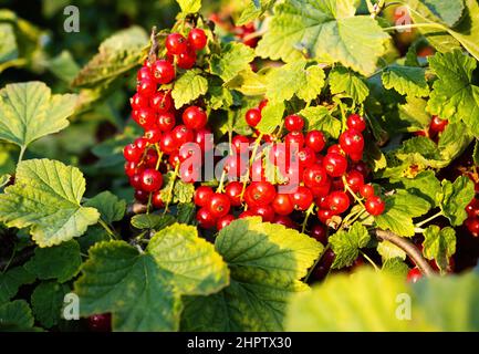 Reife rote Johannisbeeren (Ribes rubrum) im hausgemachten Garten. Frisches Bündel von natürlichen Früchten wächst auf Zweig auf dem Bauernhof. Nahaufnahme. Ökologischer Landbau, gesunde Ernährung, Stockfoto