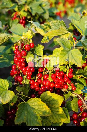 Reife rote Johannisbeeren (Ribes rubrum) im hausgemachten Garten. Frisches Bündel von natürlichen Früchten wächst auf Zweig auf dem Bauernhof. Nahaufnahme. Ökologischer Landbau, gesunde Ernährung, Stockfoto