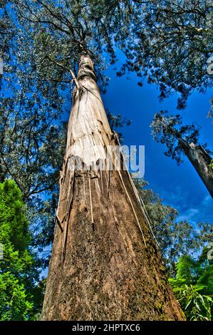 Gerader Stamm einer Bergasche oder eines strangigen Gummis (Eukalyptus regnans), mit einem Strumpf aus faseriger Rinde. Tarra Bulga Rainforest, Victoria, Australien Stockfoto