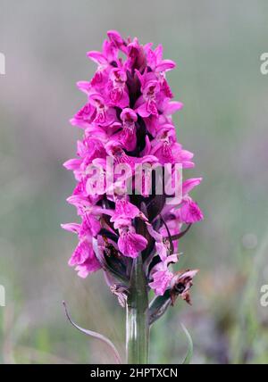 Northern Marsh x Early Marsh Orchid Hybrid, Dactylorhiza x latirella, Shetland, Schottland Stockfoto
