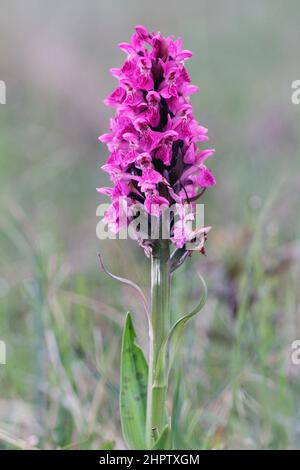 Northern Marsh x Early Marsh Orchid Hybrid, Dactylorhiza x latirella, Shetland, Schottland Stockfoto