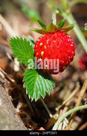 Nahaufnahme der wachsenden roten reifen Erdbeere (Fragaria vesca) am Stamm im Wald. Detail von frischen Früchten mit grünen Blättern. Ökologischer Landbau, gesund fo Stockfoto