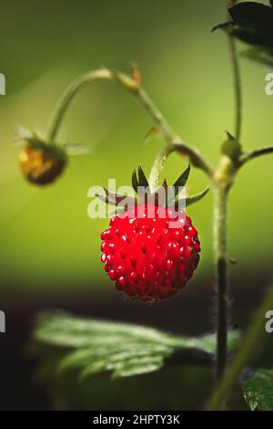 Nahaufnahme der wachsenden roten reifen Erdbeere (Fragaria vesca) am Stamm im Wald. Detail von frischen Früchten mit grünen Blättern. Ökologischer Landbau, gesund fo Stockfoto