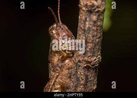 Dunkelbraune Cricket mit langen Beinen Stockfoto