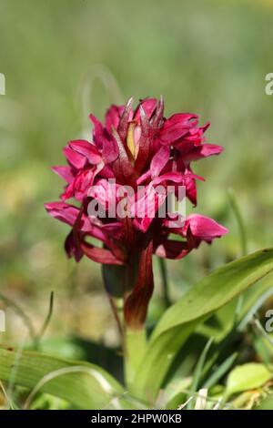 Early Marsh Orchid, Dactylorhiza incarnata, Unterart coccinea, Shetland, Schottland, VEREINIGTES KÖNIGREICH Stockfoto