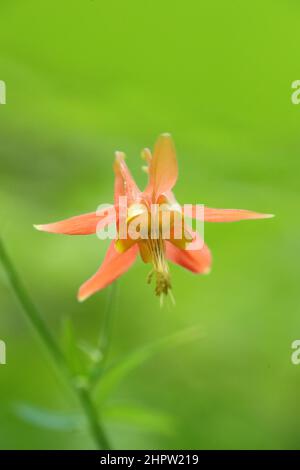 WESTERN Columbine, Aquilegia formosa, Alaska, USA Stockfoto