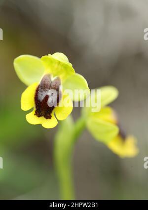 Gelbe Bienenorchidee, Ophrys lutea, (Fr. Ophrys jaune), Aude, Frankreich Stockfoto