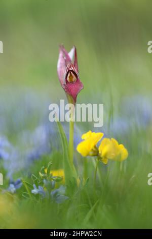 Großzungenorchidee, Serapias lingua, Aude, Frankreich Stockfoto