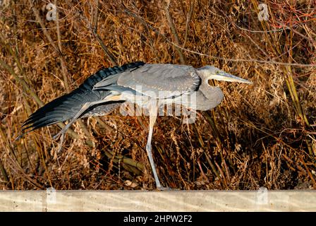 Ein Blaureiher macht eine lange, schöne Strecke mit offenem Flügel und erhöhtem Bein, während er im Winter auf einer Kante balanciert, mit rötlichen Hintergrund. Stockfoto