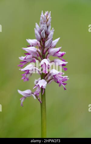 Military Orchid, Orchis militaris, (Fr.: Orchis guerrier), Aude, Frankreich Stockfoto
