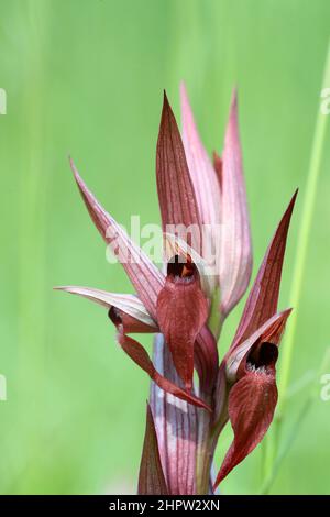 Orchidee mit langen Lippen, Serapias vomeracea, Aude, Frankreich Stockfoto