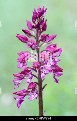 Military x Lady Orchid Hybrid, Orchis x hybrida, Aude, Frankreich Stockfoto