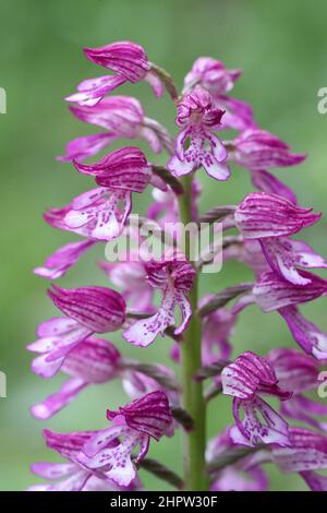 Military x Lady Orchid Hybrid, Orchis x hybrida, Aude, Frankreich Stockfoto