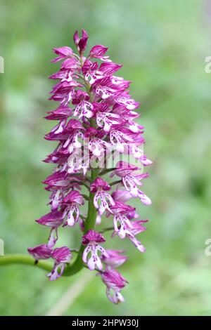 Military x Lady Orchid Hybrid, Orchis x hybrida, Aude, Frankreich Stockfoto
