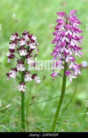 lady Orchid (links) und Military x Lady Orchid Hybrid (rechts), Orchis x hybrida, Aude, Frankreich Stockfoto