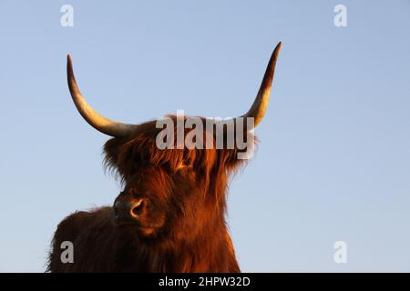 Der Kopf eines schottischen Highlanders aus der Nähe. Stockfoto