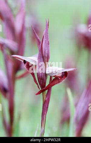 Pflugschar-Zunge Orchidee, Serapias vomeracea, Aude, Frankreich Stockfoto