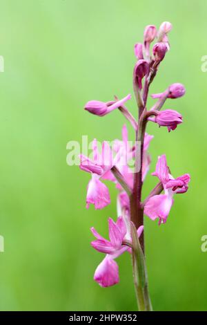 Lose-blühende Orchidee, Anacamptis laxiflora, ungewöhnliche rosa Variation, Aude, Frankreich Stockfoto