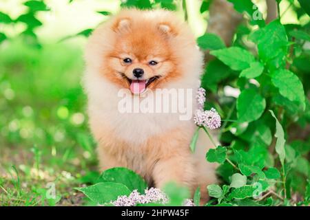 Fröhlicher pommerscher spitz-Hund, der die Natur anlächelt Stockfoto